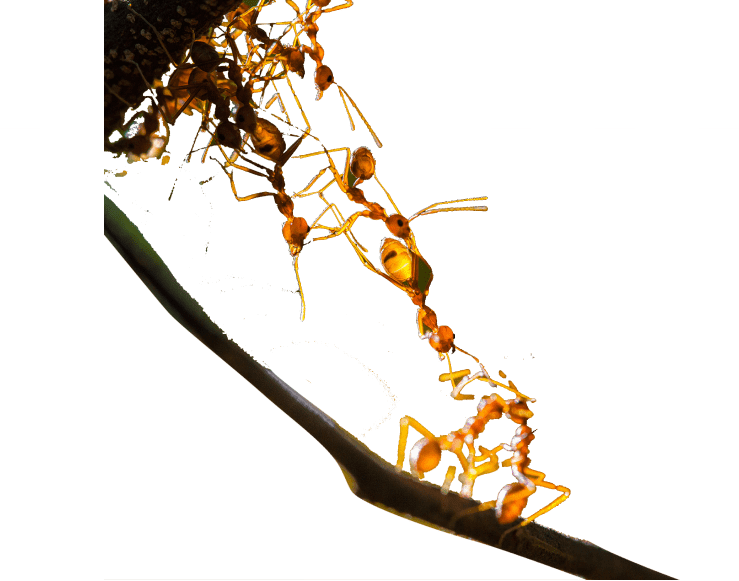 Frame icon